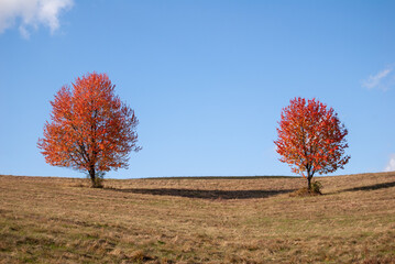Two Vibrant Autumn Trees on a Hillside