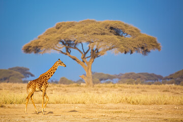 Giraffe in the African savannah against big acacia tree and blue sky. Amboseli National Park, Kenya. African Safari landscape. © Nikolay N. Antonov