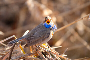 songbird, bluethroat sings in the dawn rays