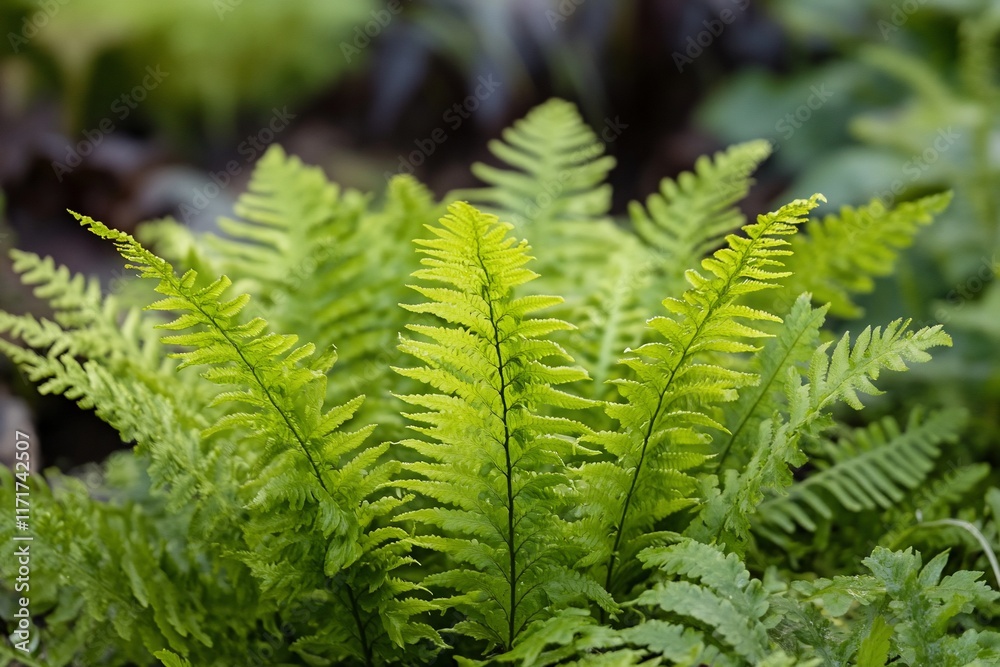 Poster lush green fern fronds with delicate textures and vibrant color, close-up view in a garden setting.