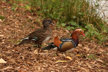 ducks on the lake