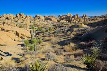 A sunny desert landscape featuring iconic Joshua trees, rocky boulders, dry vegetation, and a clear...