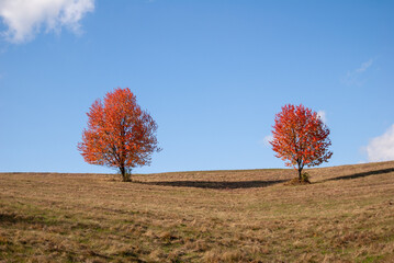 Two Vibrant Autumn Trees on a Hillside