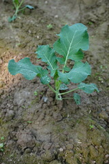 A young cauliflower plant has been planted on the agricultural field