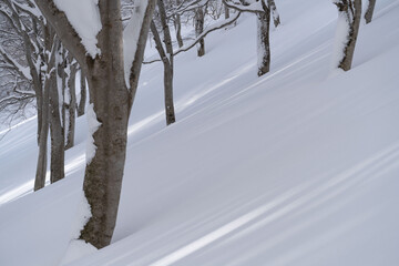 冬のブナの森