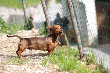Red miniature dachshund dog portrait on natural background
