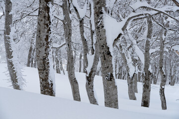 冬のブナの森
