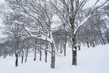 冬のブナの森