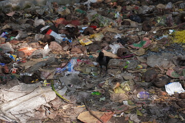 The crow is searching for food in the garbage