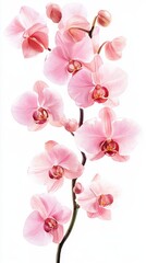 Fototapeta premium Watercolor Style Pink Orchid Flower Isolated on White Background, perfect for floral designs, greeting cards, and botanical illustrations
