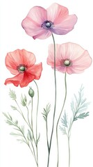 Obraz premium Watercolor Poppy Flower Collection Isolated on White Background for Floral Design and Decoration