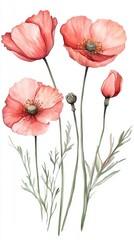 Obraz premium Watercolor Poppy Flower Collection Isolated on White Background for Floral Design and Decoration