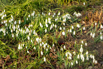 Snowdrops bloom in early spring sunlight across a vibrant garden