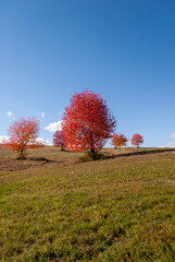Serene Autumn Landscape with Vibrant Red Trees on a Sunny Day