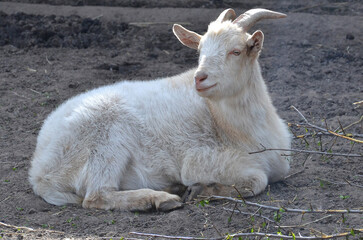 White young goat resting in the farm yard. Closeup photo  outdoors. Free copy space.