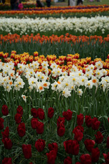 Tulip and Daffodil fields, Keukenhof, Netherlands