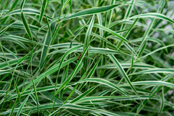 Green foliage with striped leaves and a small insect observed in nature