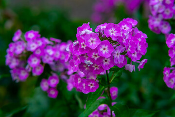 Vibrant pink phlox flowers blooming in a garden during spring season