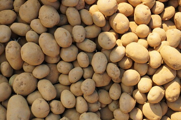 Potatoes are piled up in the village market