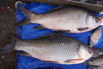 Catla (Labeo catla), also known as the major South Asian carp