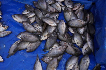 Gourami fish in the fish market