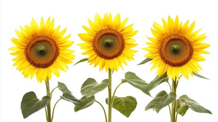 Fototapeta premium Yellow sunflowers against a white background.