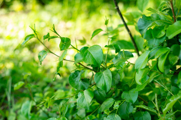Lush green leaves thriving in a vibrant natural setting during daytime