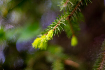Close-up view of lush green conifer leaves in a vibrant forest