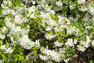 Beautiful cherry blossom flowers bloom in springtime sunlight