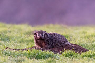 American Badger (Raxidea taxus) returns from a hunt early in the morning, Point Reyes National Seashore, Califonia 
