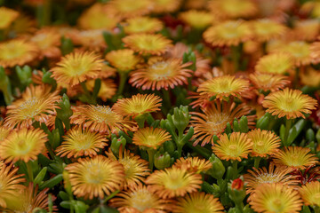 Obraz premium Hardy Iceplant close up of flower