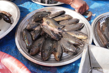 The climbing perch (Anabas testudineus) is a species of amphibious freshwater fish in the family Anabantidae (the climbing gouramis) © DEBU