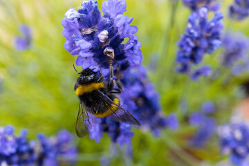 Black and Yellow Fury Bumblebee on Purple Lavender Flower in Urban Garden