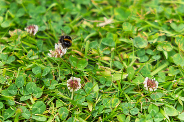 Bumblebee Collecting Nectar from White Clover Flower Growing in Garden Lawn