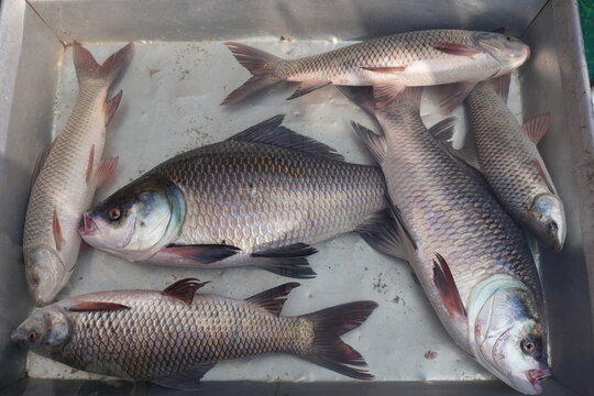 Rohu and catla fish in the water for sale
