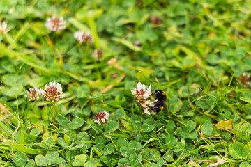 Bumblebee Collecting Nectar from White Clover Flower Growing in Garden Lawn