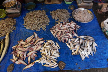 Varieties of fishes like Bluespot mullet, pabda, type of shrimps and many others