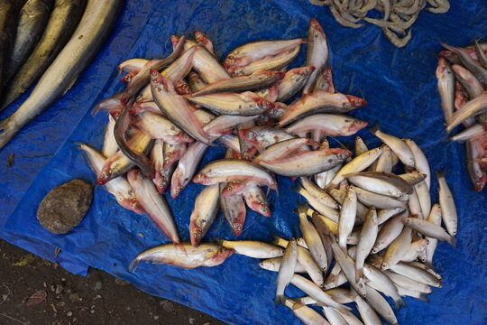 Bluespot mullet and pabda fishes are sold in the fish market