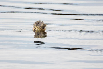Grey Seal Head in Sea Water in Calm Harbour with Face Looking to Right