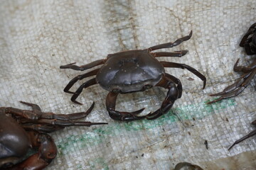 Freshwater crab in close up