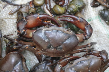 Freshwater crabs in close up