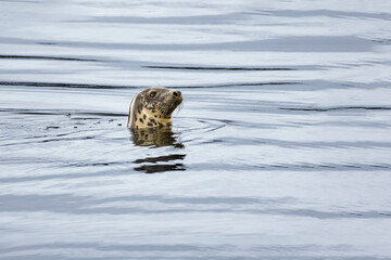 Grey Seal Head in Sea Water in Calm Harbour with Face Looking to Right