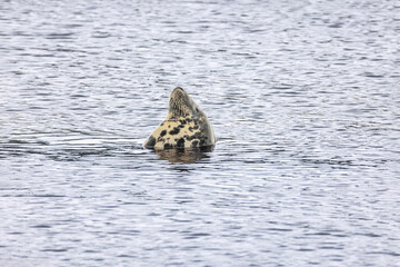 Grey Seal Head Emerging from Harbour Sea Water and Rolling onto Back