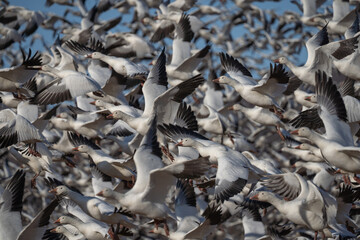 Snow Geese Flying against a blue sky background in rural Pennsylvania 