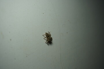 Plexippus paykulli is a species of jumping spider