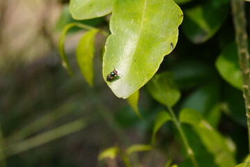 Flea beetle is sitting on a green leaf, close up with a blurry background 