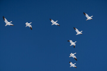 Snow Geese Flying against a blue sky background in rural Pennsylvania 