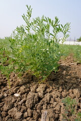 Lentil plants in close up with a nature background 