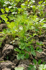 Fresh coriander plant with its leaves in close up