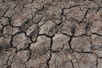 The field got cracked due to drought, lack of water